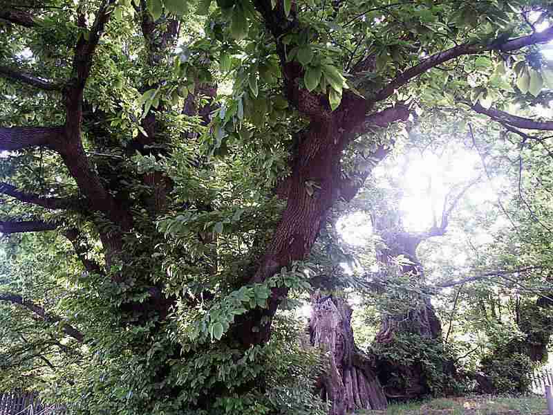  Image name: 13-castagno.jpg 
 width: 800 pixel 
 height: 600 pixel 
 Size: 66931 bytes 
 Click to enlarge 